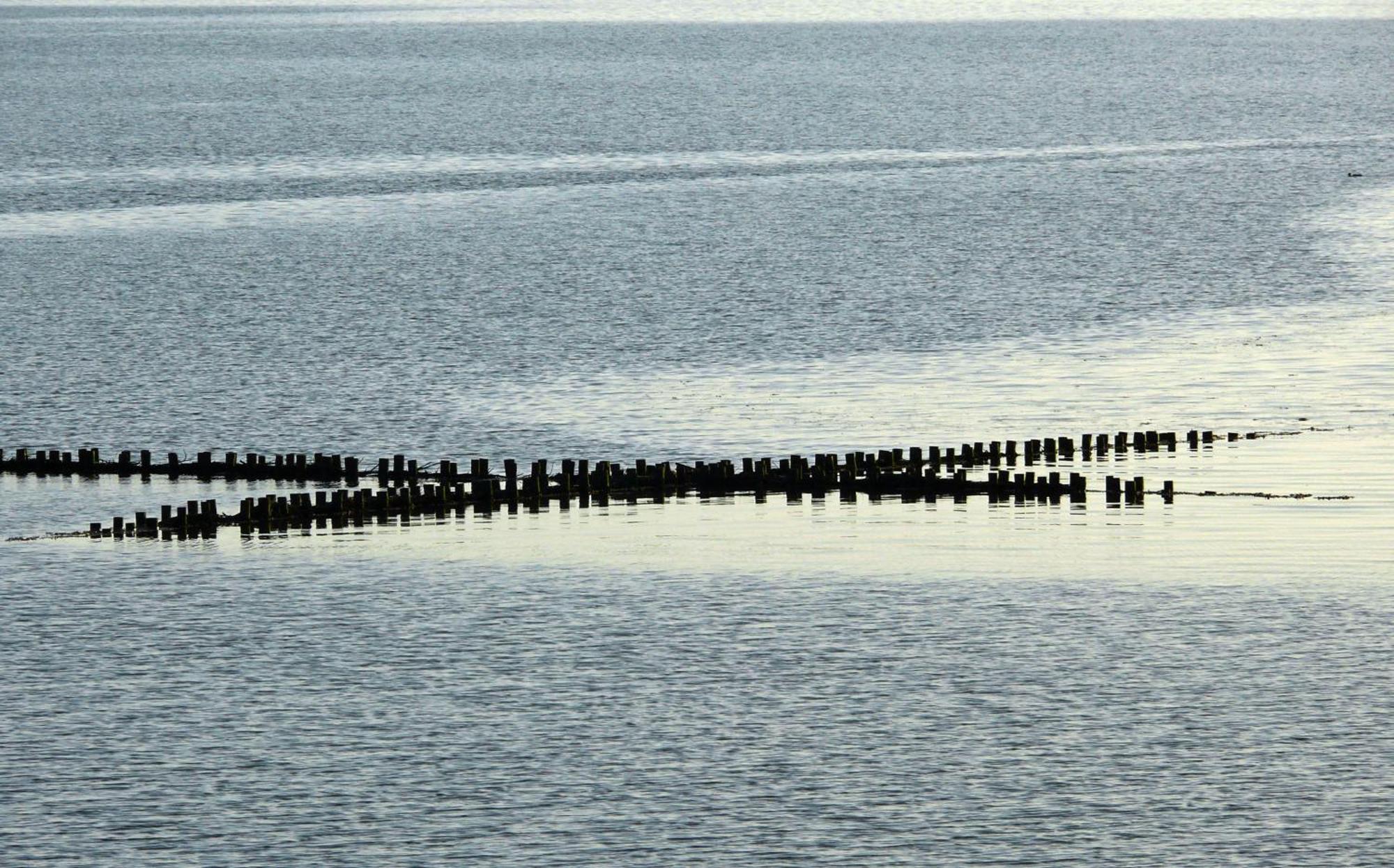 Haus Halligblick, Ferienwohnungen Am Wattenmeer, Whg Langenness Dagebüll Eksteriør bilde