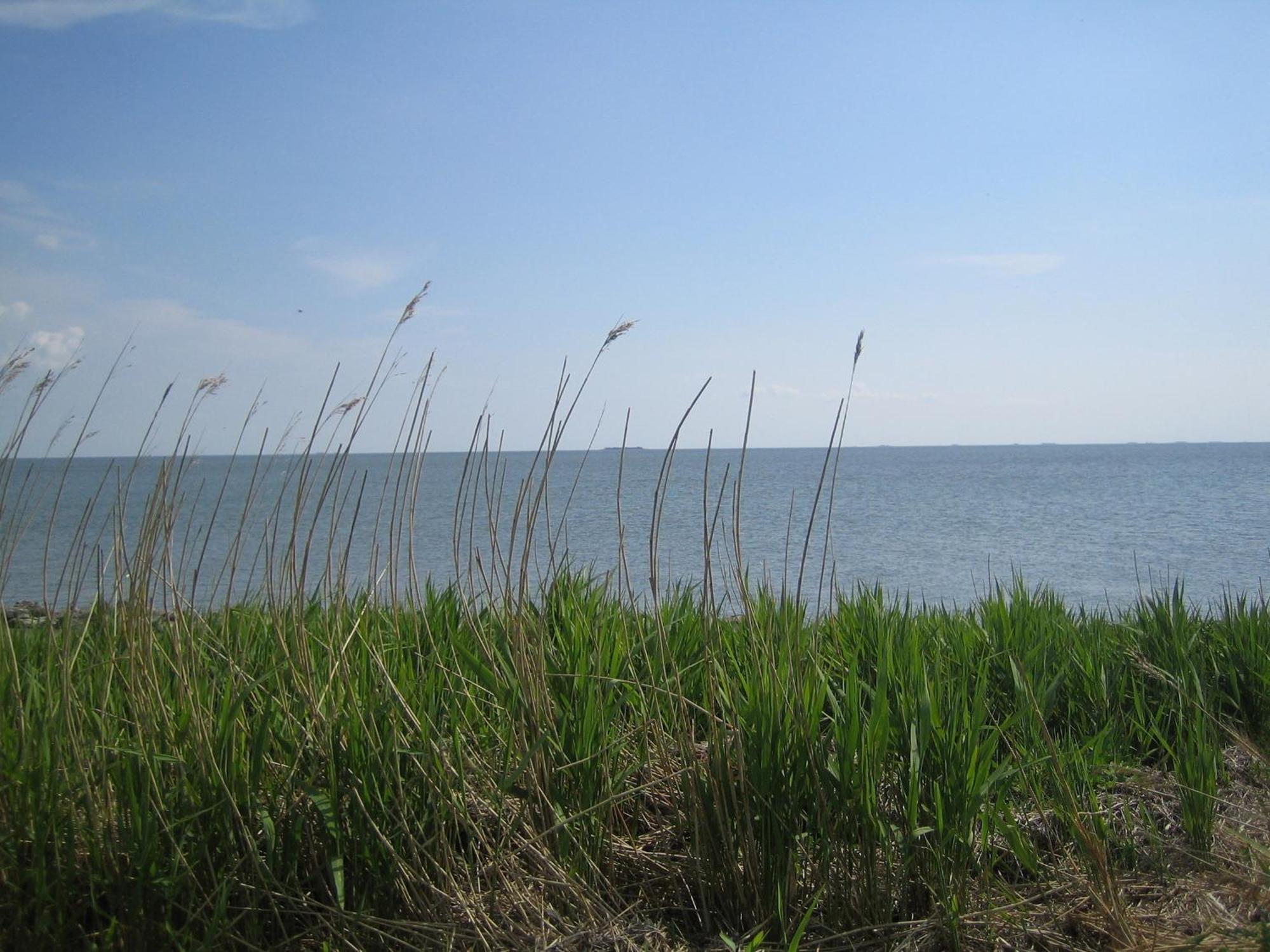 Haus Halligblick, Ferienwohnungen Am Wattenmeer, Whg Langenness Dagebüll Eksteriør bilde