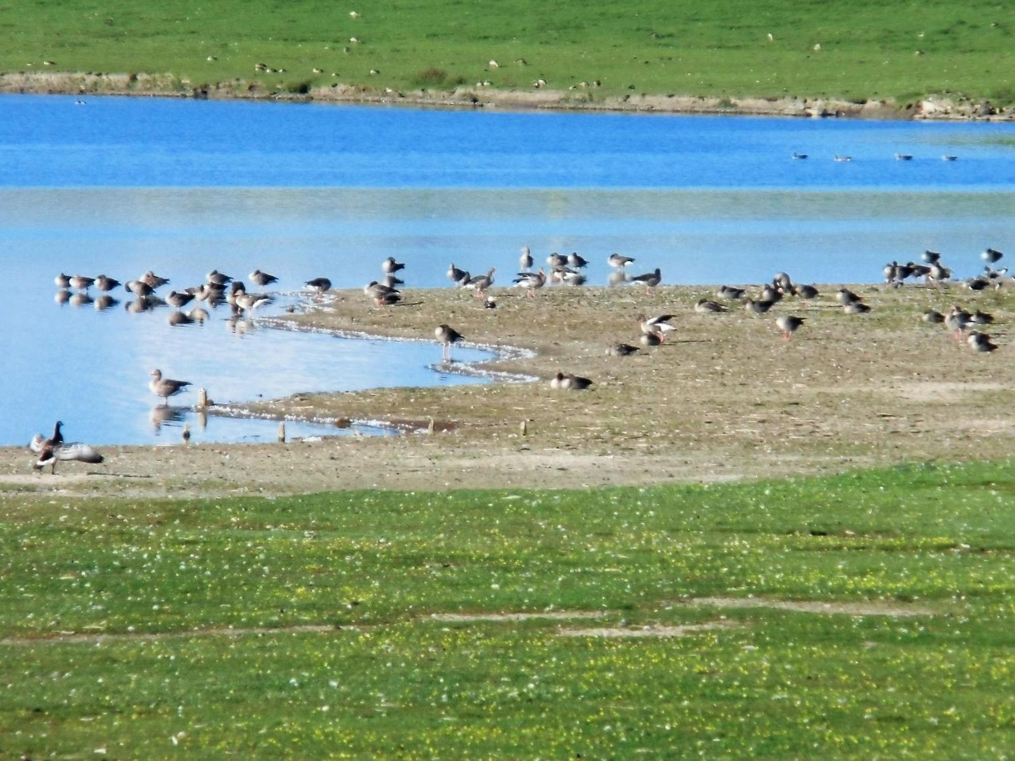 Haus Halligblick, Ferienwohnungen Am Wattenmeer, Whg Langenness Dagebüll Eksteriør bilde