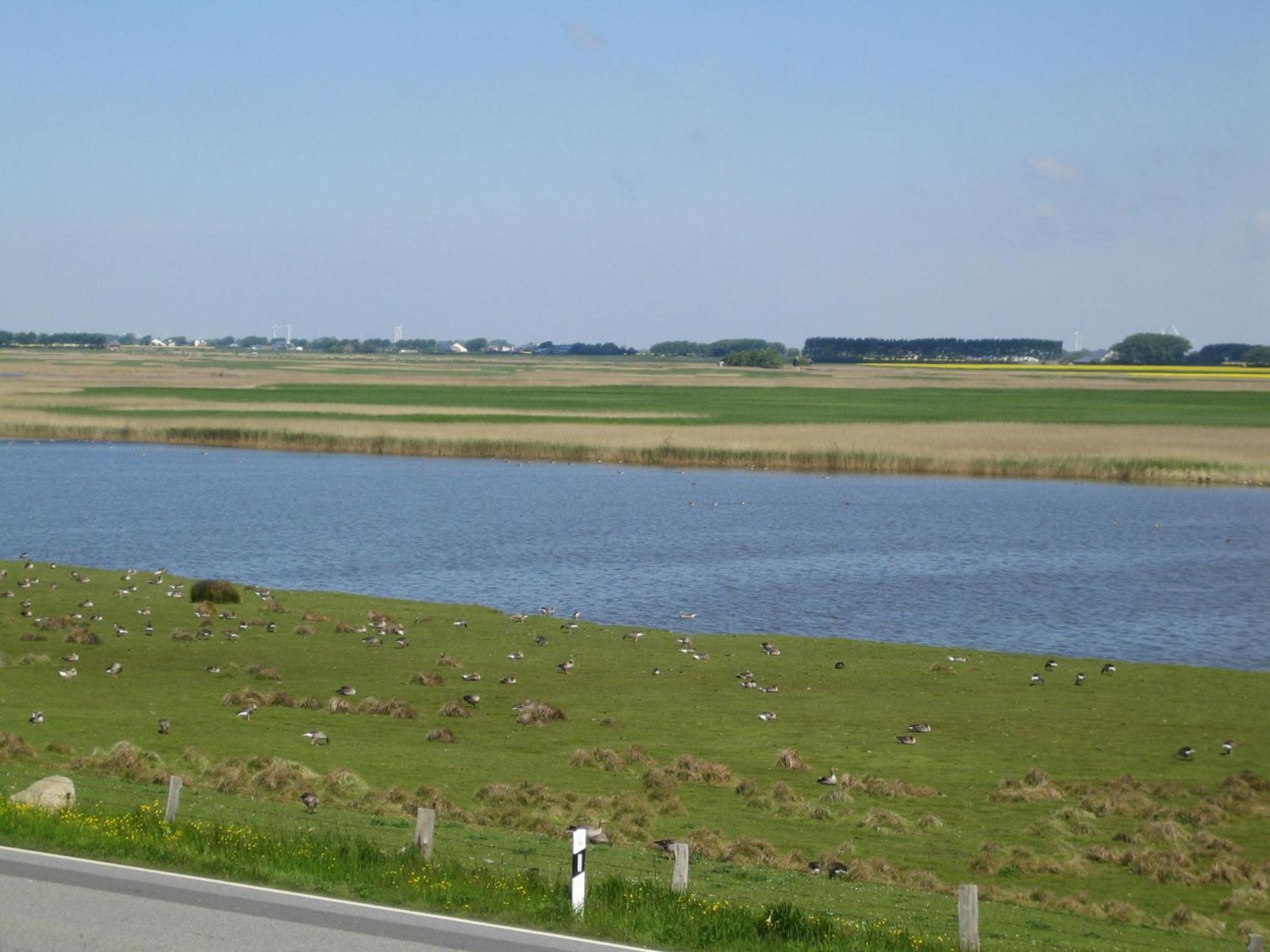 Haus Halligblick, Ferienwohnungen Am Wattenmeer, Whg Langenness Dagebüll Eksteriør bilde