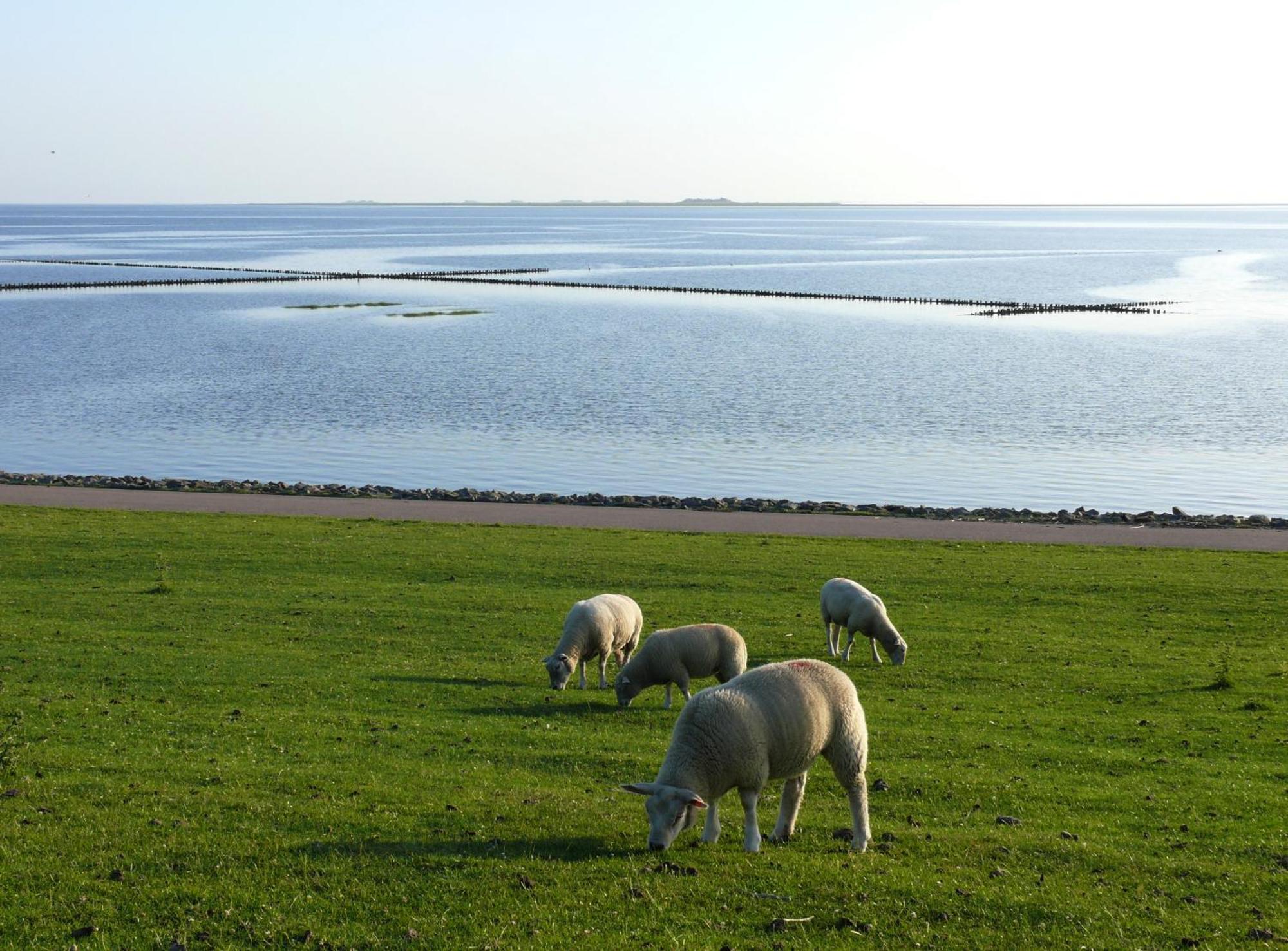 Haus Halligblick, Ferienwohnungen Am Wattenmeer, Whg Langenness Dagebüll Eksteriør bilde