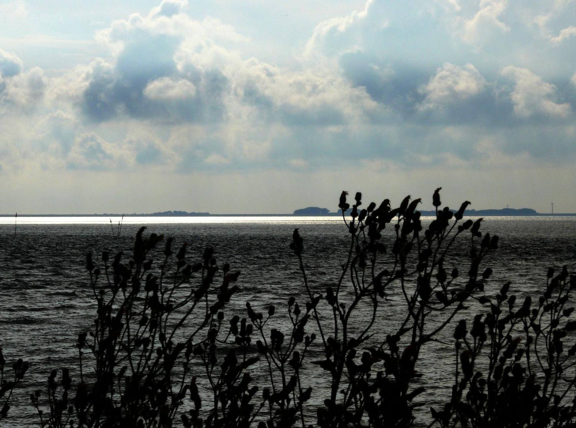 Haus Halligblick, Ferienwohnungen Am Wattenmeer, Whg Langenness Dagebüll Eksteriør bilde