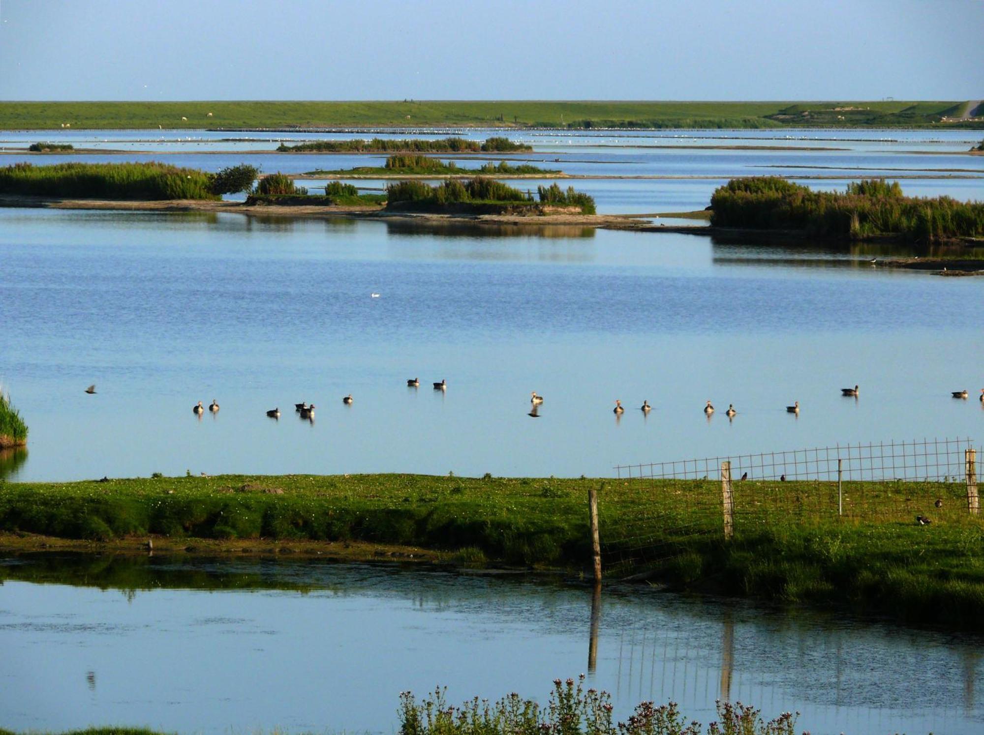 Haus Halligblick, Ferienwohnungen Am Wattenmeer, Whg Langenness Dagebüll Eksteriør bilde